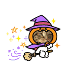 ねこx4（個別スタンプ：37）