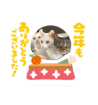 ねこx4（個別スタンプ：40）