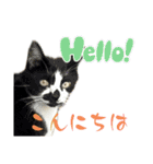 みーさんちのにゃんこたち3（個別スタンプ：1）