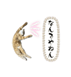 みーさんちのにゃんこたち3（個別スタンプ：7）