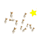 みーさんちのにゃんこたち3（個別スタンプ：10）