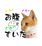 みーさんちのにゃんこたち3（個別スタンプ：16）