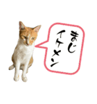 みーさんちのにゃんこたち3（個別スタンプ：19）