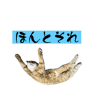 みーさんちのにゃんこたち3（個別スタンプ：25）
