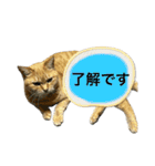 みーさんちのにゃんこたち3（個別スタンプ：40）