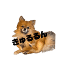 ぽんハニ劇場（個別スタンプ：8）
