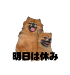 ぽんハニ劇場（個別スタンプ：11）