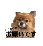 ぽんハニ劇場（個別スタンプ：32）