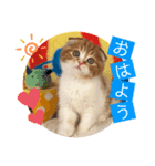 ねこまーち ブリリアントプリンセス（個別スタンプ：3）