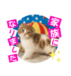 ねこまーち ブリリアントプリンセス（個別スタンプ：8）