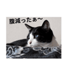 クロちゃんシロちゃん1️⃣（個別スタンプ：5）