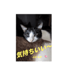 クロちゃんシロちゃん1️⃣（個別スタンプ：6）