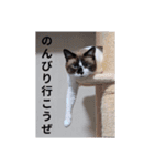 クロちゃんシロちゃん1️⃣（個別スタンプ：9）