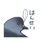 ハト図鑑1鳩（個別スタンプ：8）