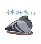 ハト図鑑1鳩（個別スタンプ：23）