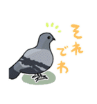 ハト図鑑1鳩（個別スタンプ：26）