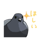 ハト図鑑1鳩（個別スタンプ：28）