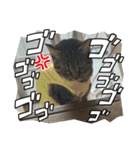ぐっちゃまスタンプ（個別スタンプ：5）