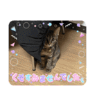 ぐっちゃまスタンプ（個別スタンプ：17）