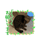 ぐっちゃまスタンプ（個別スタンプ：33）
