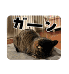 ぐっちゃまスタンプ（個別スタンプ：34）