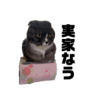 ルーシーとメルとパール（個別スタンプ：5）