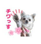 チワワのマシュマロ日常会話2（個別スタンプ：1）