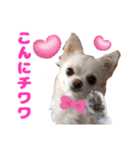チワワのマシュマロ日常会話2（個別スタンプ：2）