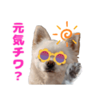チワワのマシュマロ日常会話2（個別スタンプ：4）