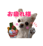 チワワのマシュマロ日常会話2（個別スタンプ：5）