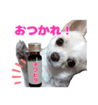 チワワのマシュマロ日常会話2（個別スタンプ：6）