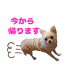 チワワのマシュマロ日常会話2（個別スタンプ：7）