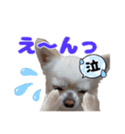 チワワのマシュマロ日常会話2（個別スタンプ：8）