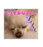 チワワのマシュマロ日常会話2（個別スタンプ：10）