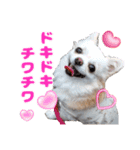 チワワのマシュマロ日常会話2（個別スタンプ：12）