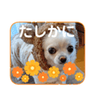 チワワのマシュマロ日常会話2（個別スタンプ：13）
