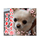 チワワのマシュマロ日常会話2（個別スタンプ：15）