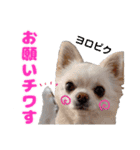 チワワのマシュマロ日常会話2（個別スタンプ：18）