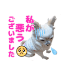チワワのマシュマロ日常会話2（個別スタンプ：19）