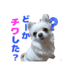 チワワのマシュマロ日常会話2（個別スタンプ：20）