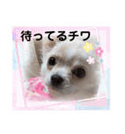 チワワのマシュマロ日常会話2（個別スタンプ：22）