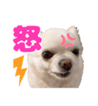チワワのマシュマロ日常会話2（個別スタンプ：24）