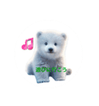 白熊の可愛い赤ちゃん（個別スタンプ：2）