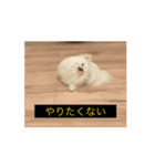 やや使いにくく動く犬（個別スタンプ：4）