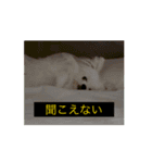 やや使いにくく動く犬（個別スタンプ：5）