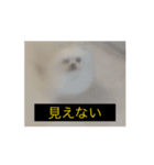 やや使いにくく動く犬（個別スタンプ：6）