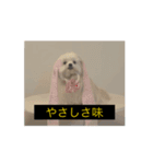 やや使いにくく動く犬（個別スタンプ：11）