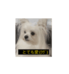 やや使いにくく動く犬（個別スタンプ：12）