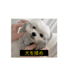 やや使いにくく動く犬（個別スタンプ：14）