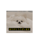 使いやすい動く犬（個別スタンプ：4）